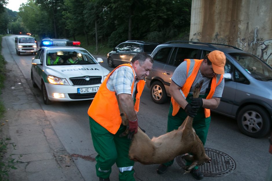 Kazlų Rūdoje automobilis partrenkė stirną