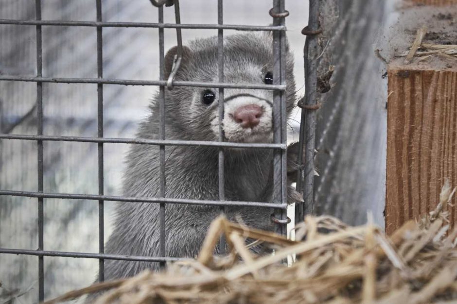 Audinių augintojai kelia ultimatumą: gauna paramą arba migdys jauniklius