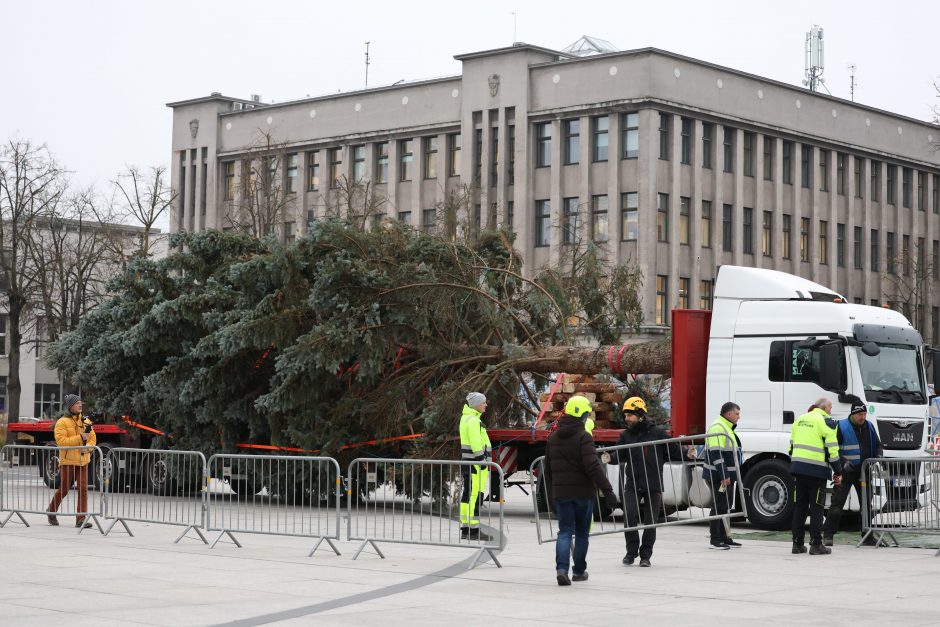 Prasideda: Kauno kalėdinės eglės kelias į Vienybės aikštę