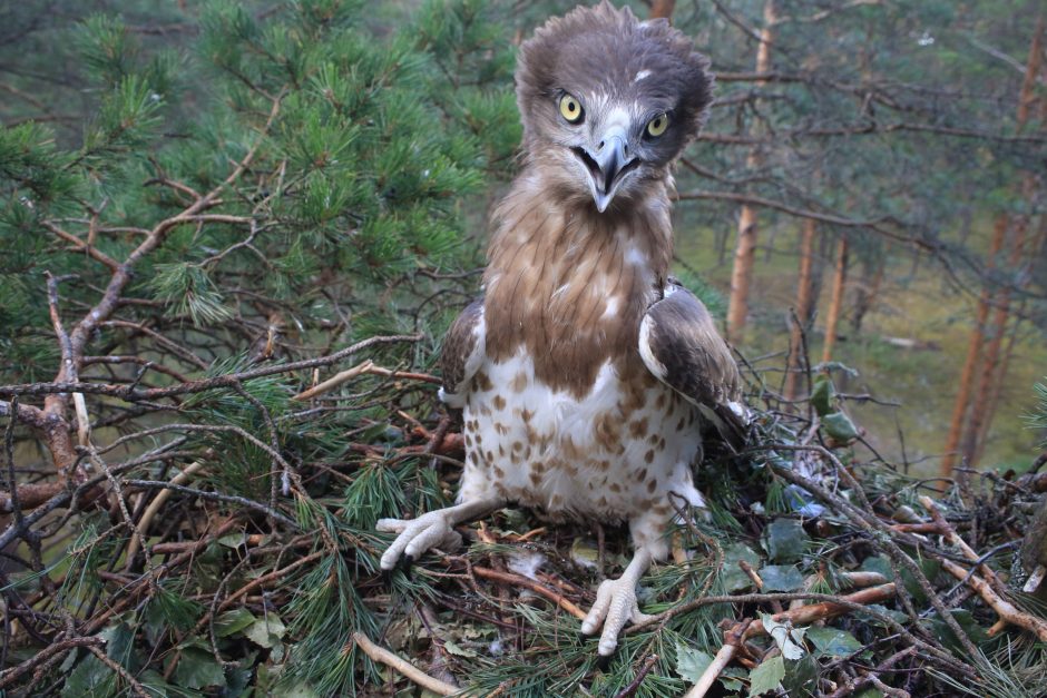 Stulbinantis ornitologo atradimas – itin reti paukščiai peri Lietuvoje