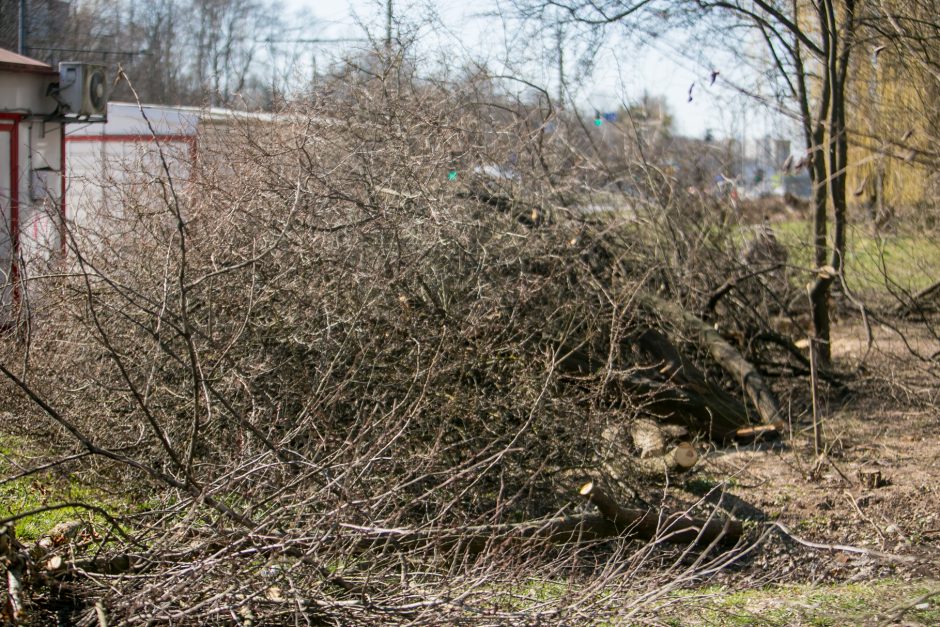 Ištiko šokas: V. Krėvės prospekte iškirto visą eilę medžių