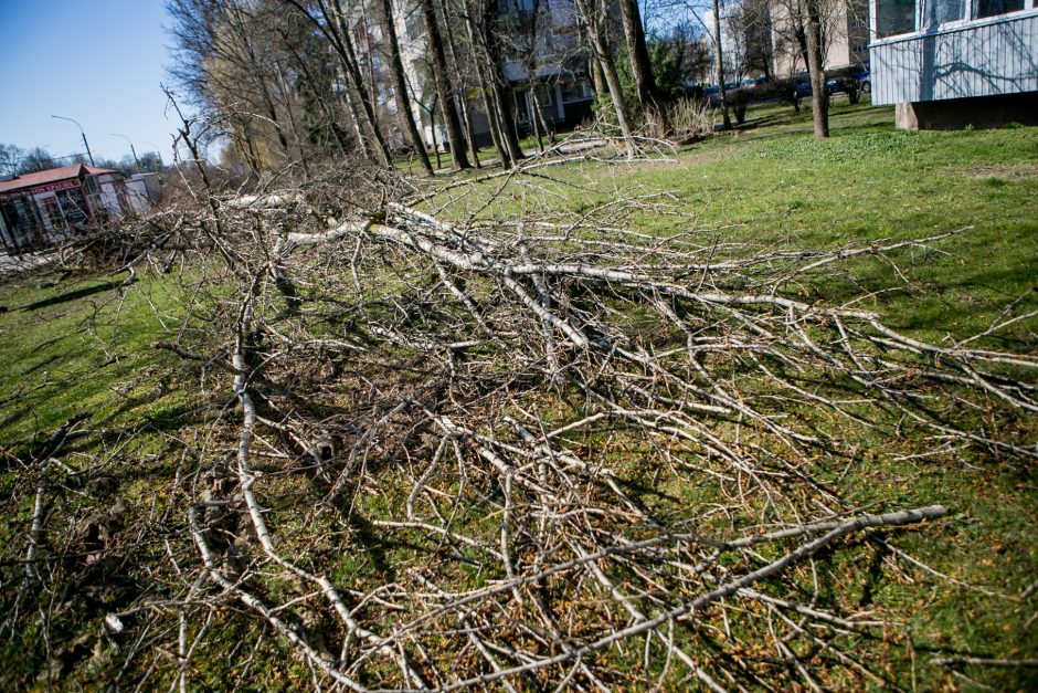 Ištiko šokas: V. Krėvės prospekte iškirto visą eilę medžių