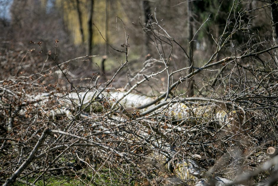 Ištiko šokas: V. Krėvės prospekte iškirto visą eilę medžių