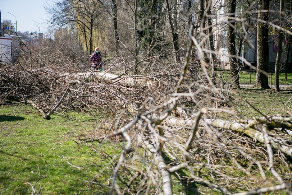 Ištiko šokas: V. Krėvės prospekte iškirto visą eilę medžių