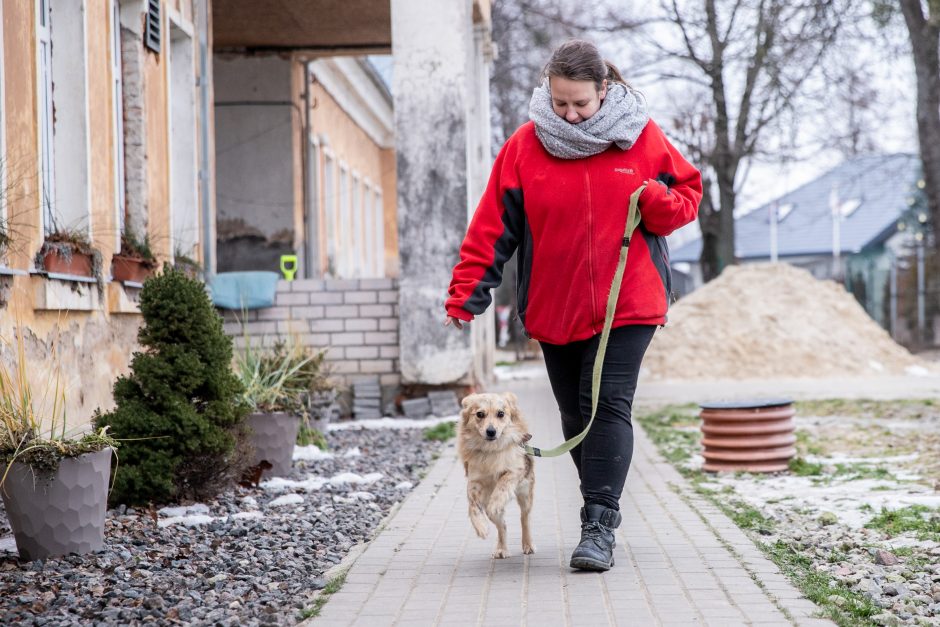 Kauno prieglaudas perpildė beglobiai gyvūnai: keturkojus tenka apgyvendinti net tualeto patalpose