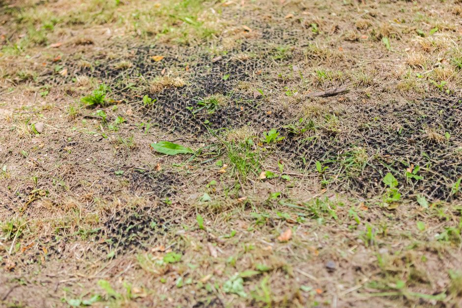 Gyventojai šokiruoti: prie Kauko laiptų žolę nuskuto iki pat laikančiųjų konstrukcijų