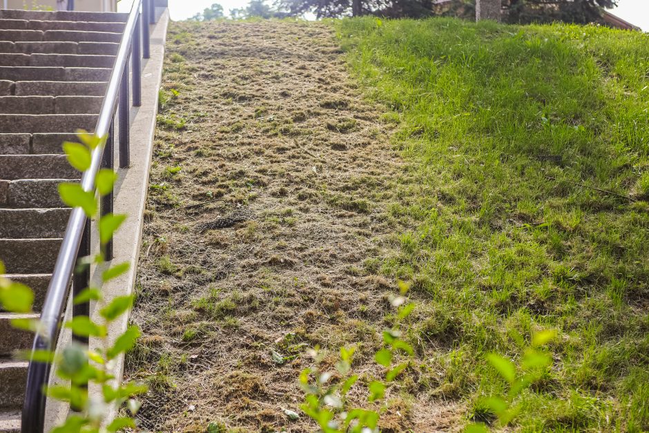 Gyventojai šokiruoti: prie Kauko laiptų žolę nuskuto iki pat laikančiųjų konstrukcijų