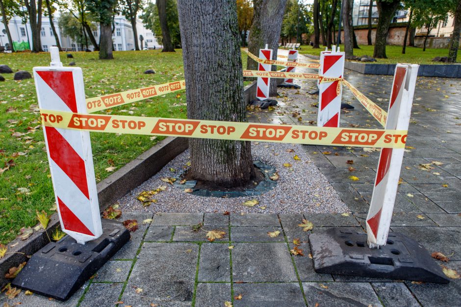 Užkliuvo medžiai Miesto sode: šaknys dengiamos nederančiais akmenukais