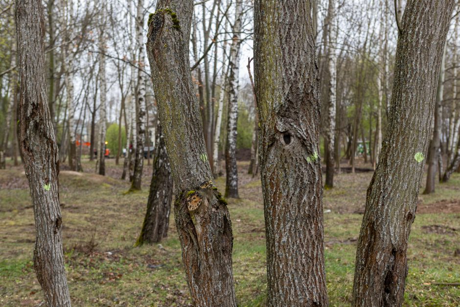 Skvere klojami takai, nors neišvežtos šiukšlės?