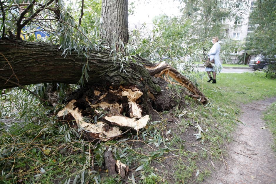 Gūsingas vėjas vertė medžius: labiausiai kliuvo Vilniui