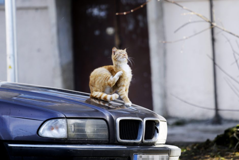 Kaune gelbėtas automobilyje įstrigęs katinas