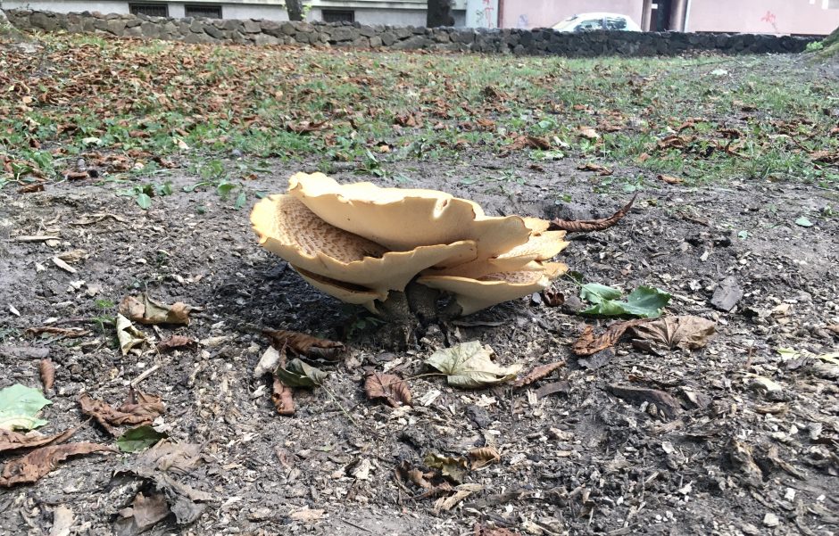 Ramybės parke kaunietės akys užkliuvo už grybo: nesu mačiusi tokio didelio!