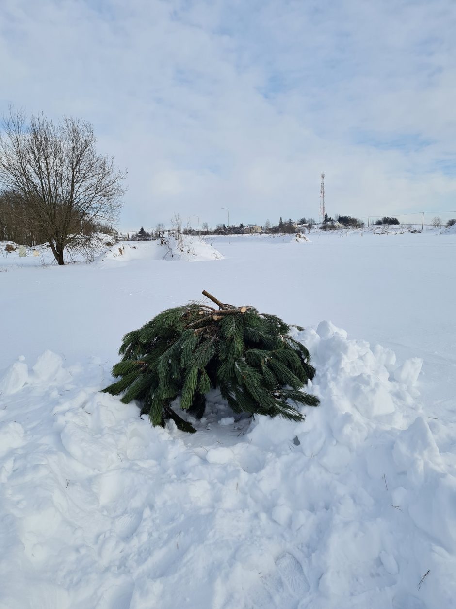 Padėkime kurapkoms: žiema joms – išbandymas