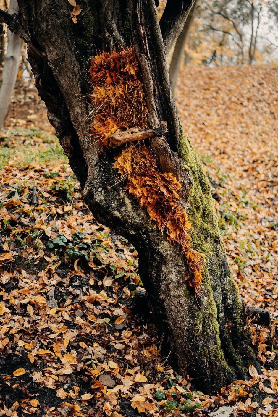 Paraką papuošė gamta, žmonės ir ruduo