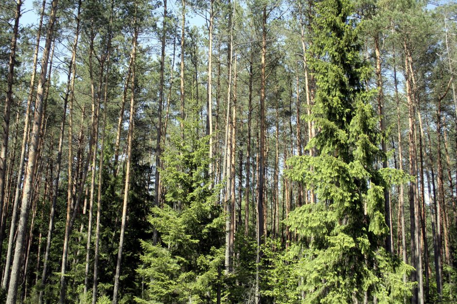 Nuo sausio atšaukiama stichinė nelaimė dėl žievėgraužio tipografo