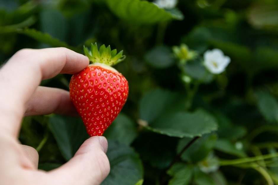 Užderėjo pirmosios braškės: kokia jų kaina?