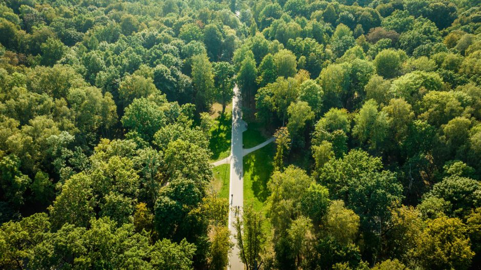 Kauno Ąžuolyno atgimimas tęsiasi: šimtamečių ąžuolų parką papildys nauji medeliai