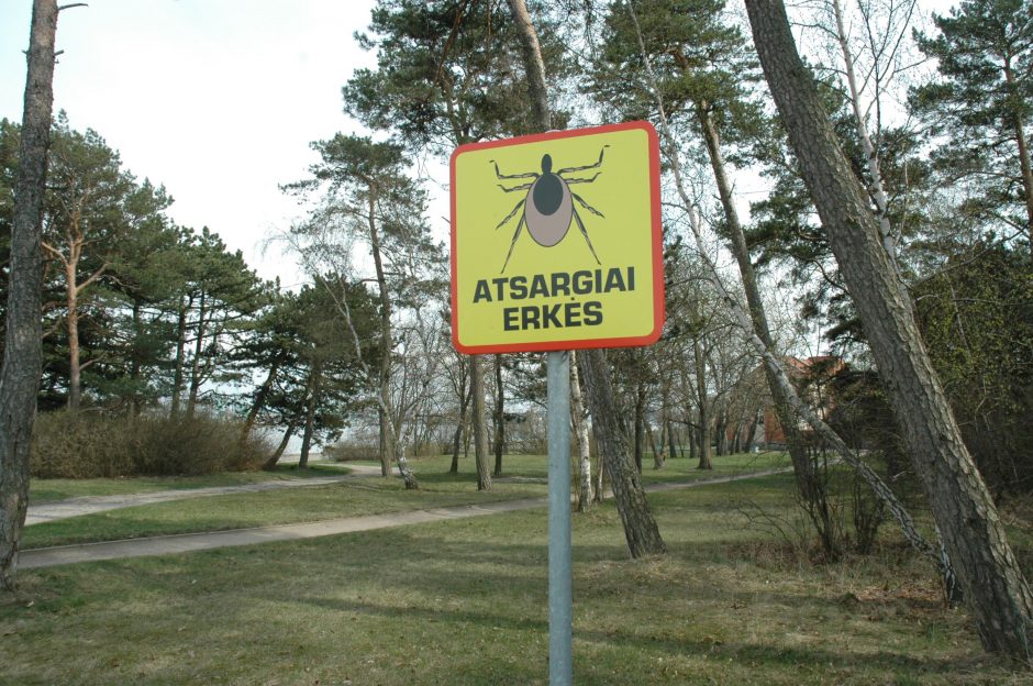 Erkių pikas uostamiestyje – netrukus