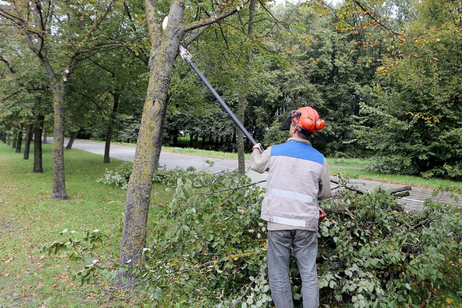 Klaipėdoje nugenės kelis šimtus medžių