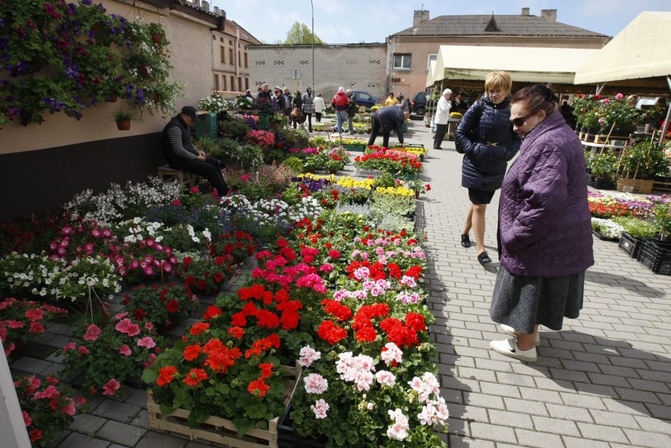 Po šiltos žiemos – ankstyva prekyba sodinukais 