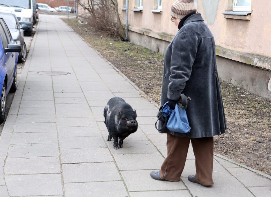 Miesto vaizdelis: po Žvejybos uostą marširavo paršiukas