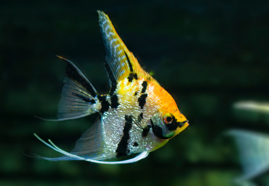 Akvariuminės žuvytės: ką būtina žinoti?