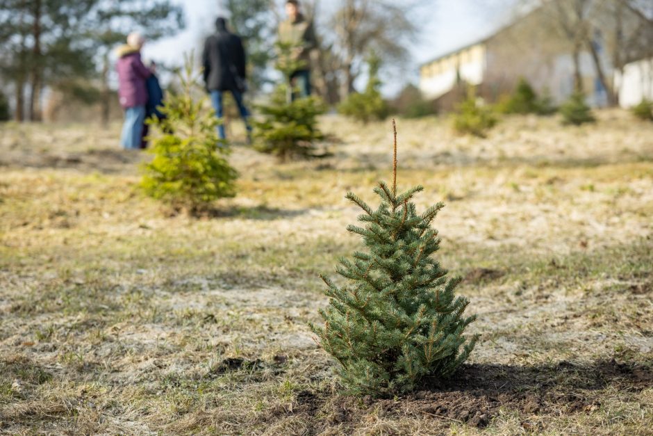 Specialistai pataria: kaip išsirinkti eglutę, kad pavasarį ją būtų galima pasodinti Kalėdų miške?