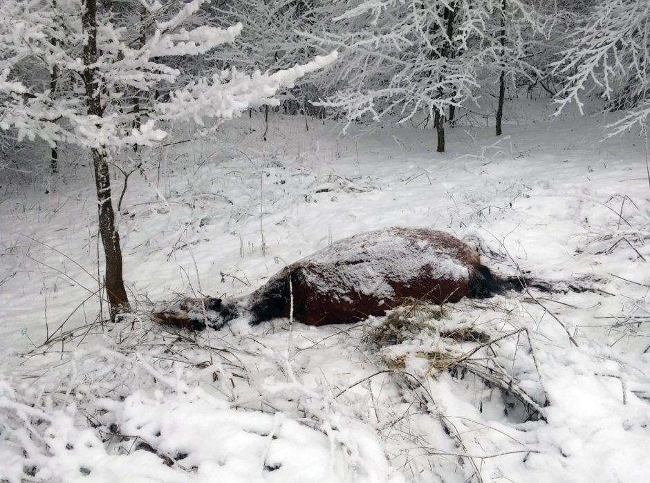 Prie sienos su Baltarusija išmestas nugaišęs arklys 