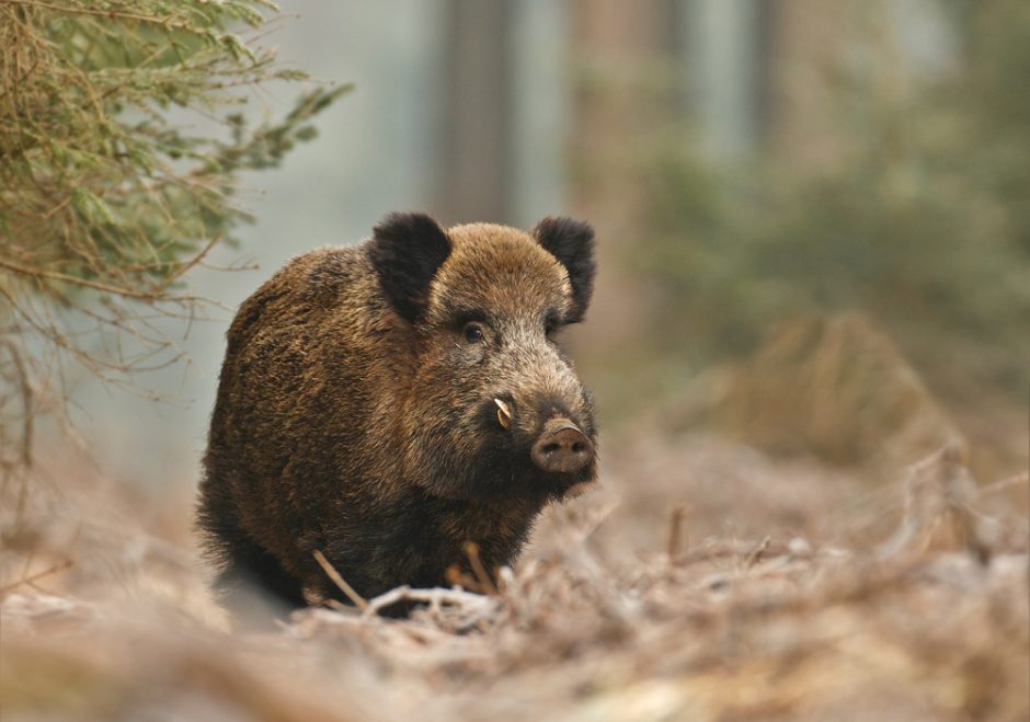 Alytaus rajone – vis daugiau nuo kiaulių maro nugaišusių šernų