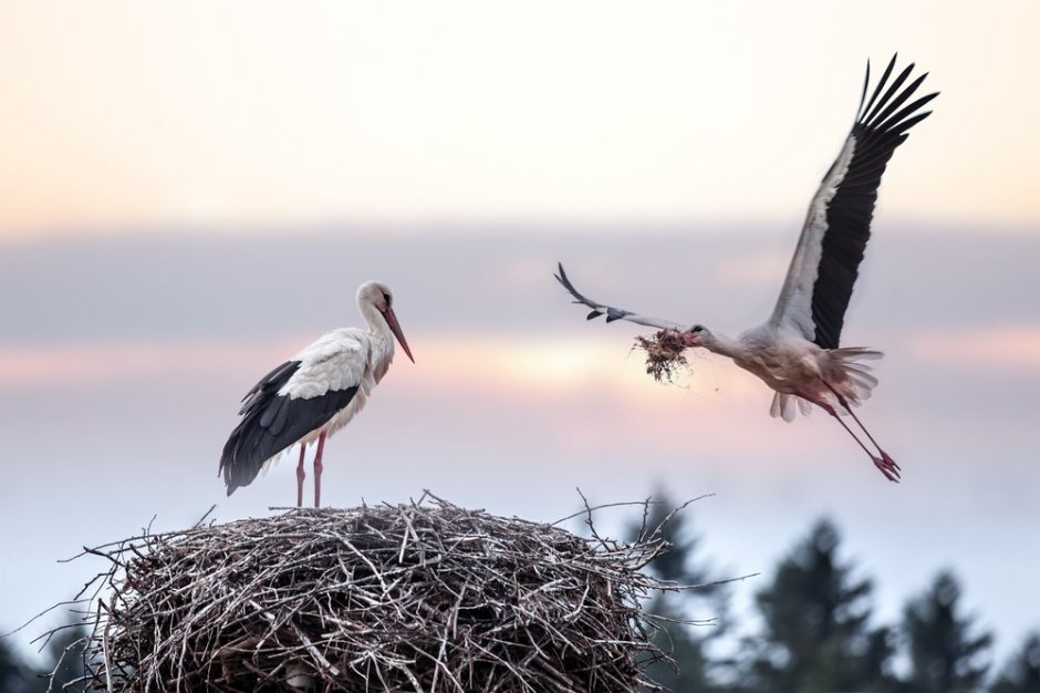 Kodėl vis dažniau kovoja ir konkurentų kiaušinius daužo gandrai