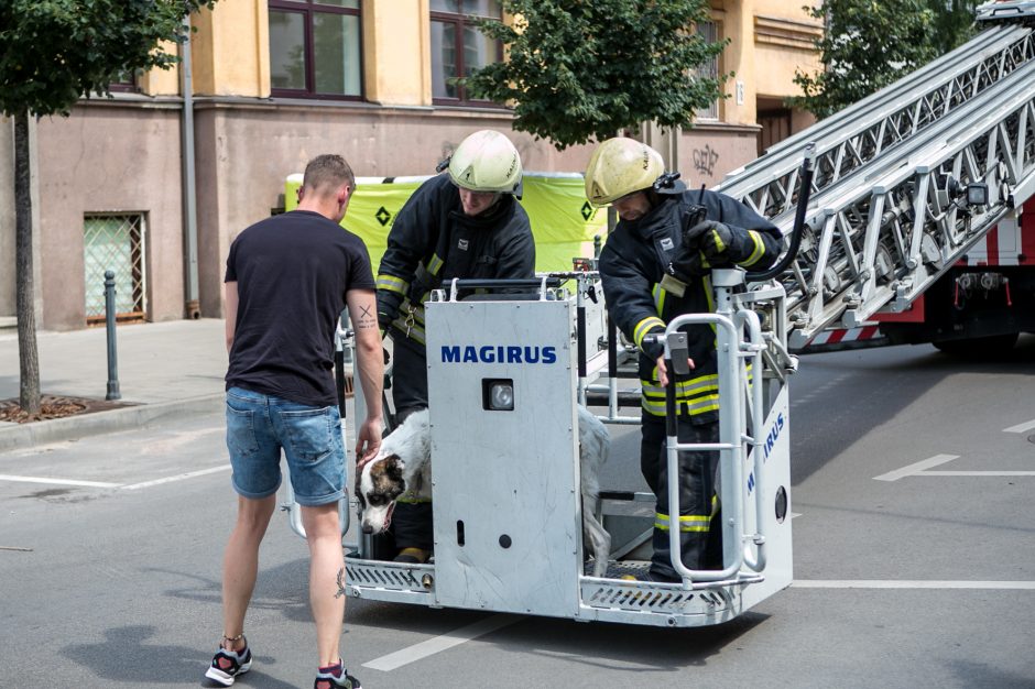 Palangės kaliniu tapęs šuo pasirinko ugniagesių autokopėčias, o ne oro pagalvę