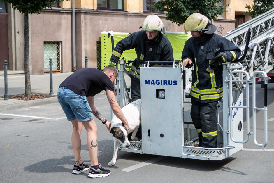 Palangės kaliniu tapęs šuo pasirinko ugniagesių autokopėčias, o ne oro pagalvę