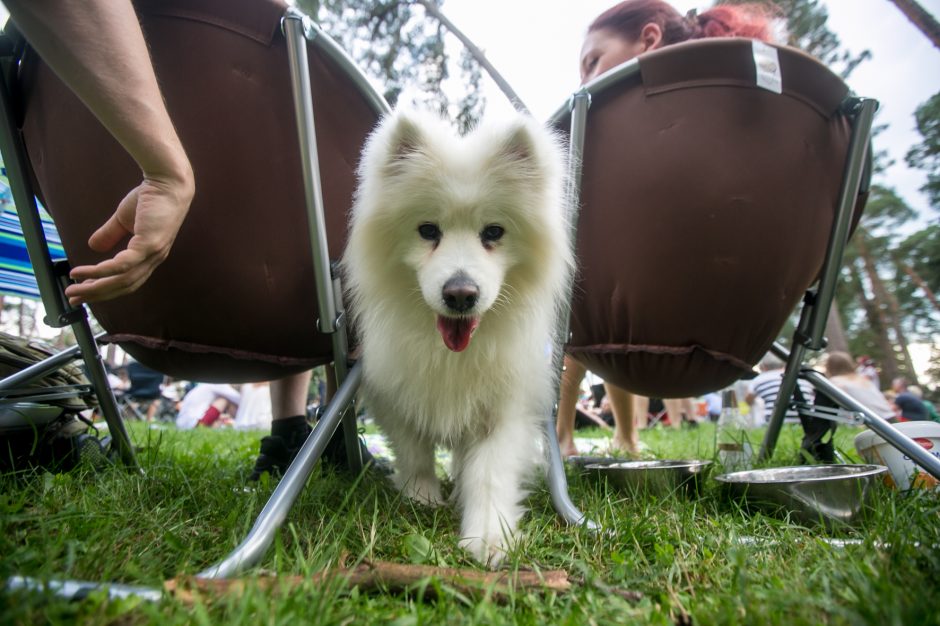 Praūžė „Akacijų alėjos“ festivalis: muzikos mylėtojų neišgąsdino net didžiulė liūtis