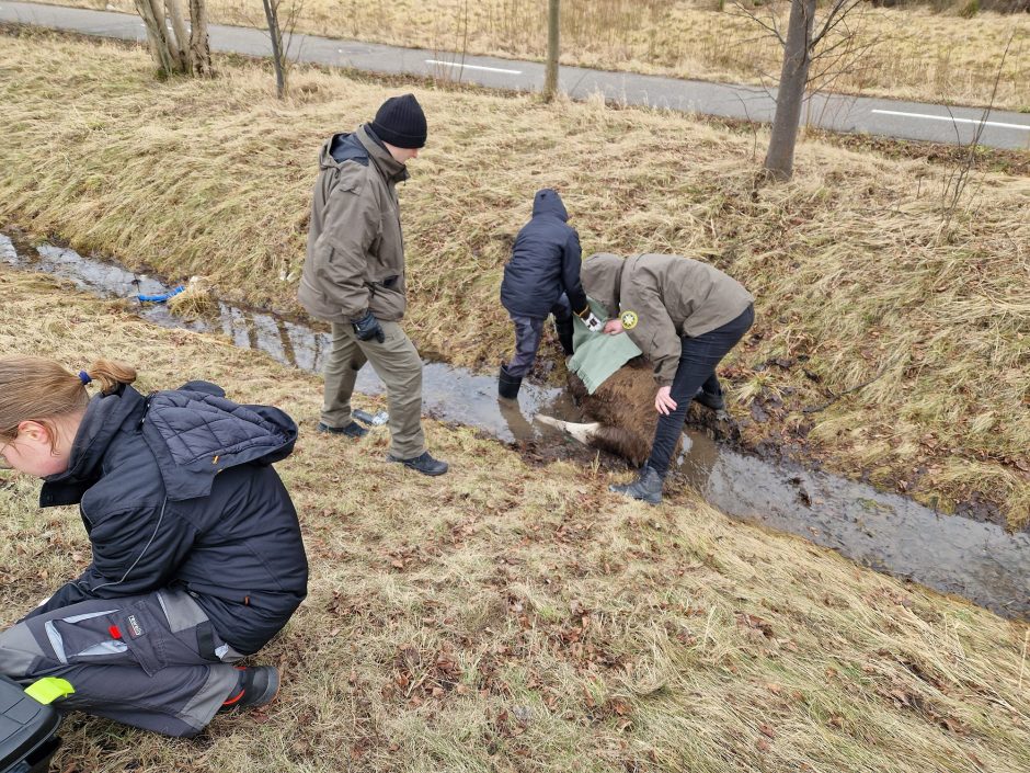 Briedžiuko bandymas perbėgti uostamiesčio gatvę baigėsi tragedija