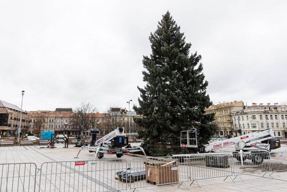 Katedros aikštėje jau stovi Kalėdų eglė