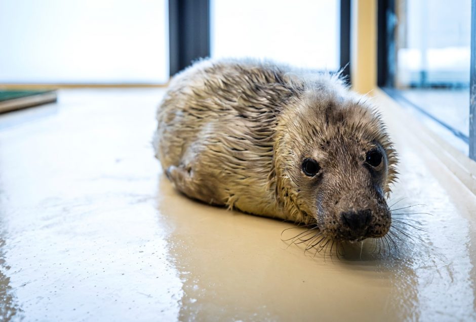 Baltijos jūros gyvūnų reabilitacijos centre gydomas pirmasis ruoniukas