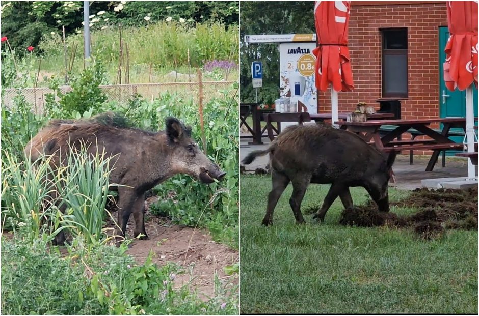 Ventės ragą siaubia šernas