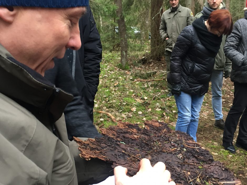 Pavasarį bus purškiami 6 tūkst. hektarų miškų ploto