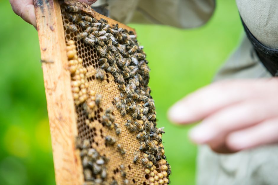 Vaikų darželyje Giruliuose – bičių aviliai