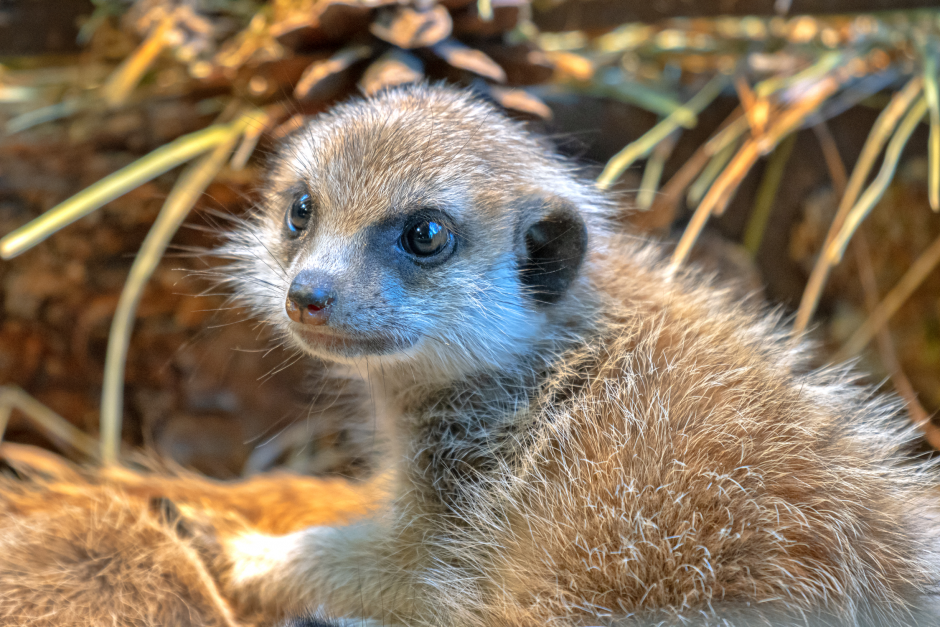 Vilniaus zoologijos sode gimė surikatų jaunikliai