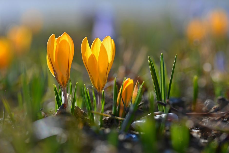 Lietuvoje fiksuotas kovo mėnesio temperatūros rekordas