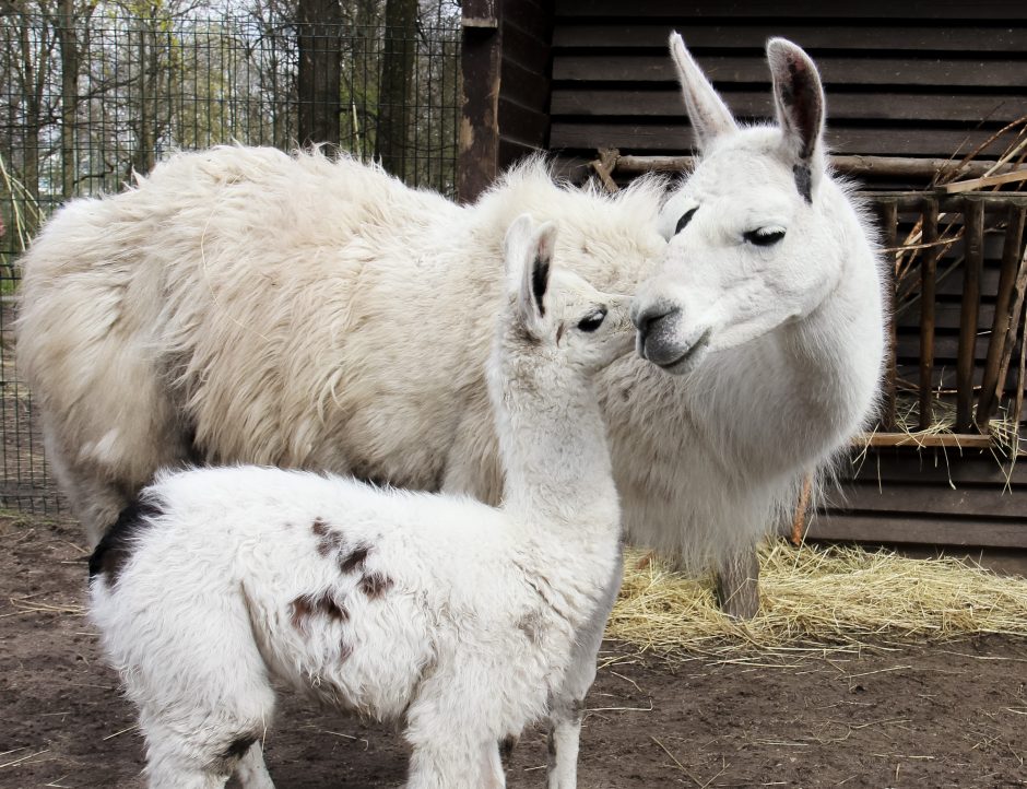 Zoologijos sode – jauniklė, gimusi juokų ir melagių dieną