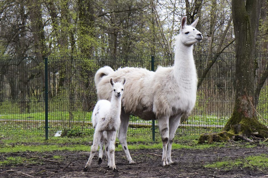 Zoologijos sode – jauniklė, gimusi juokų ir melagių dieną