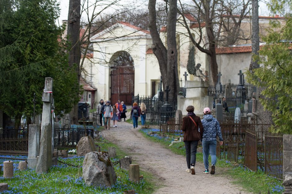 Bernardinų kapinėse – mėlynų gėlių jūra