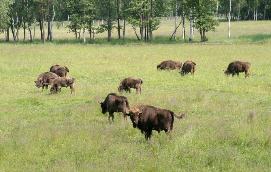 VSTT tikisi: tvora su Baltarusija stumbrų bandos gausinimui nepakenks