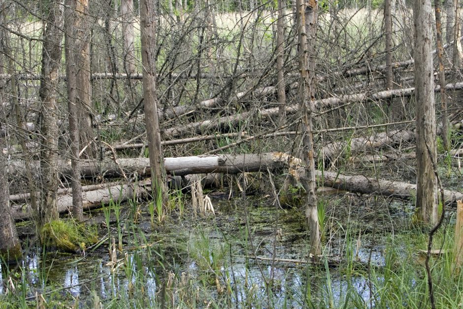 Dercekliuose išgelbėta pelkėje pasiklydusi moteris