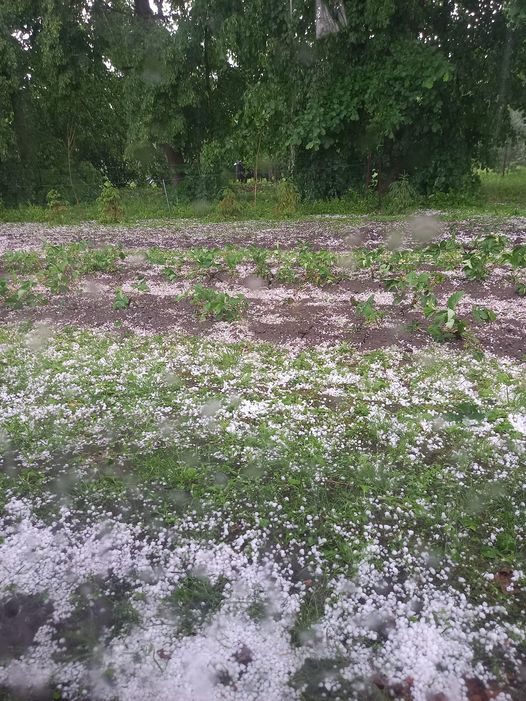 Gamta ir toliau stebina: gegužės pabaigoje – 2 cm dydžio ledėkai