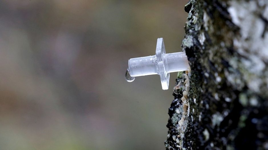 Metas skanauti medžių sulos: kaip atsakingai ją leisti?