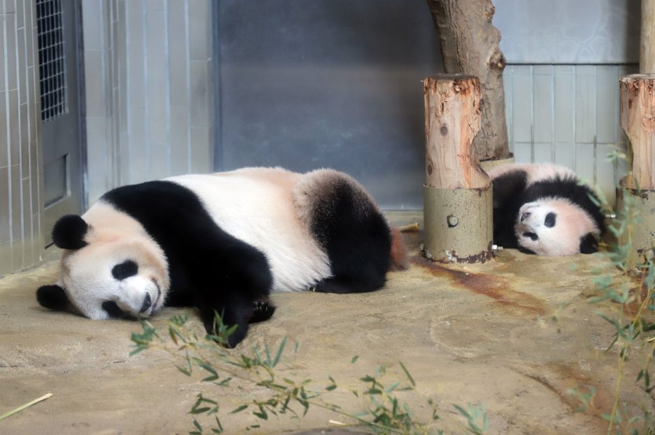 Mažylė panda pirmą kartą debiutavo prieš kameras