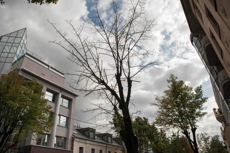 Ar pjauti medžius, spręs trys ekspertai